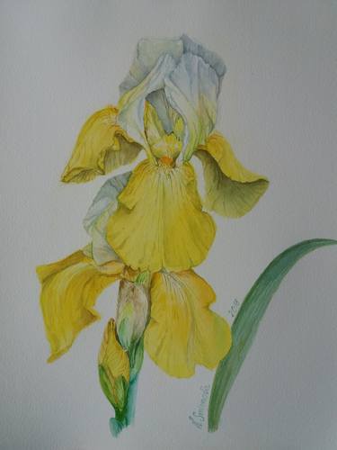 Iris giallo thumb