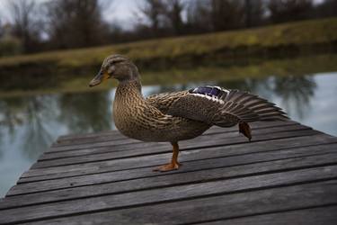 Dancing Duck thumb