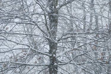 Print of Fine Art Tree Photography by Carol Oliveto