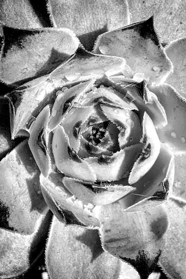 succulent_7200_b&w thumb