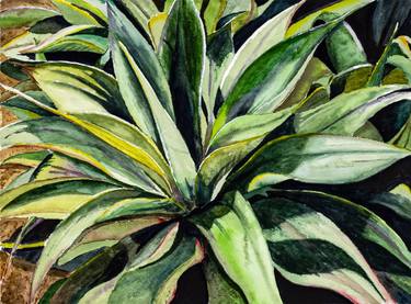 Original Botanic Paintings by David Jackson