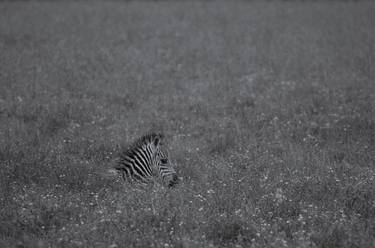 Baby Zebra Meadow thumb