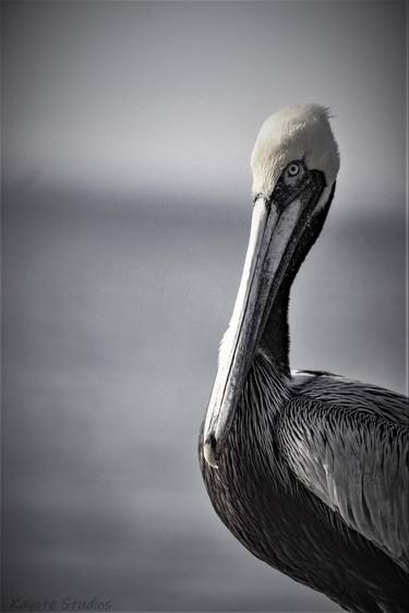 Pelican Staredown - Limited Edition of 10 thumb