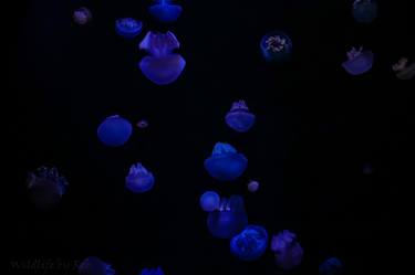 Deep and Dark Jellyfish thumb