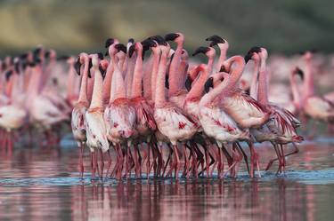 Flamingo Dance thumb