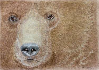 Close up portrait of Brown Bear thumb