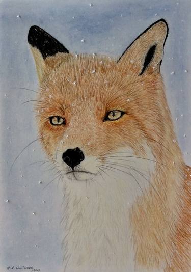 Red Fox and snow thumb