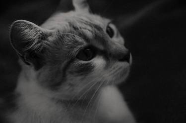 Original Conceptual Cats Photography by Viktoriia Vovkanych