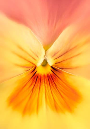 Original Fine Art Botanic Photography by Rachel Dulson