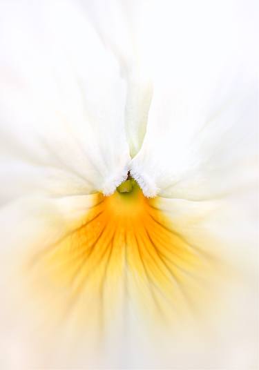 Original Botanic Photography by Rachel Dulson