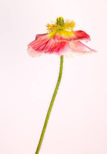 Original Botanic Photography by Rachel Dulson