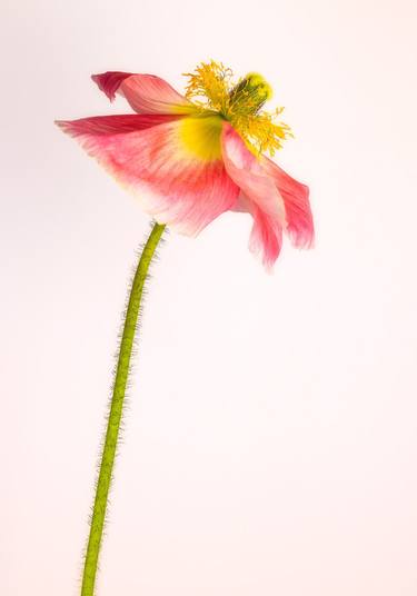Original Fine Art Botanic Photography by Rachel Dulson