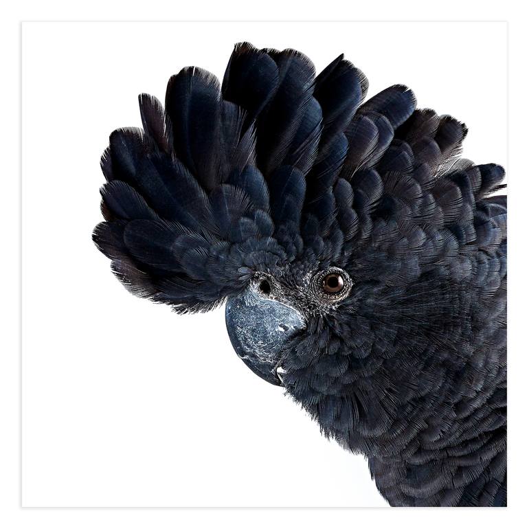 Black Cockatoo - Limited Edition 3 of 50 Photography by Rachel Dulson ...