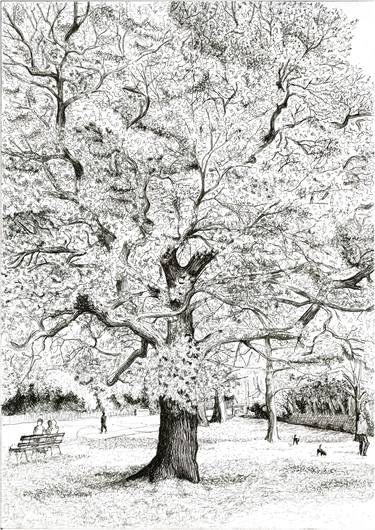 Original Tree Drawings by Andrew Mitchell