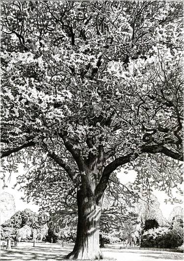 Original Figurative Tree Drawings by Andrew Mitchell