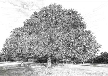 Original Figurative Tree Drawings by Andrew Mitchell