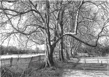 Original Tree Drawings by Andrew Mitchell