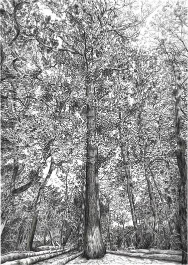 Print of Tree Drawings by Andrew Mitchell