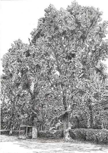 Original Tree Drawings by Andrew Mitchell