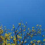 Nature's first green is gold - Limited Edition of 40 by Richard Skelton