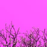 Pink - Limited Edition of 40 by Richard Skelton