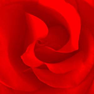 Red - Limited Edition of 40
