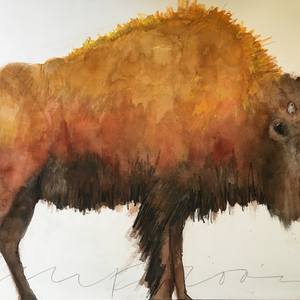 Collection BIson