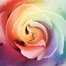 Collection Rainbow rose