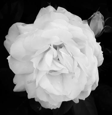 White rose on black thumb