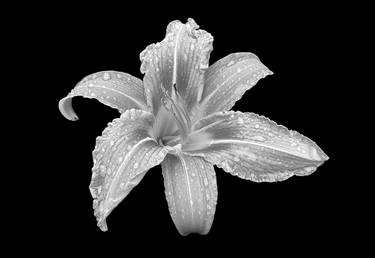 Monochrome lilly after the rain thumb