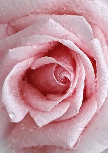 Romantic velvet pink rose detail thumb