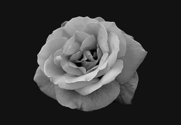 Grayscale rose blossom thumb