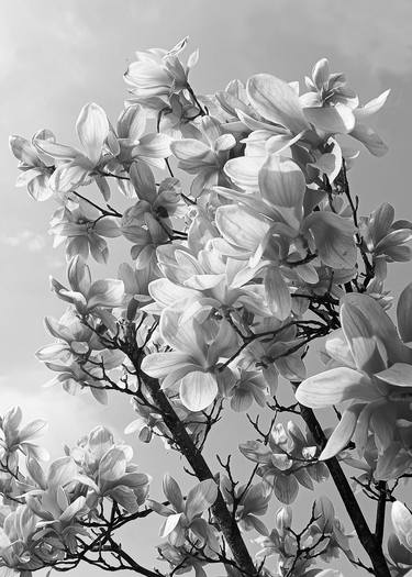 Original Photorealism Floral Photography by Diana Editoiu