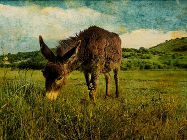 Vintage donkey pasture thumb
