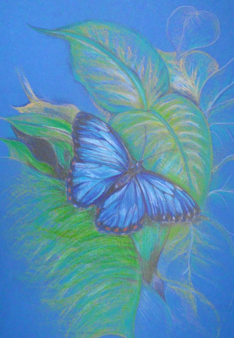 blue butterfly drawing