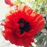 Collection Poppy flower