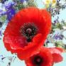 Collection Poppy flower