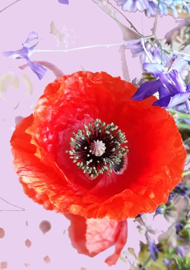 Poppy art - Limited Edition of 10 thumb