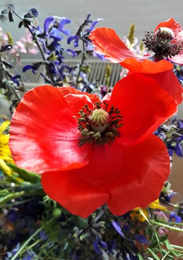 Poppy display - Limited Edition of 10 thumb