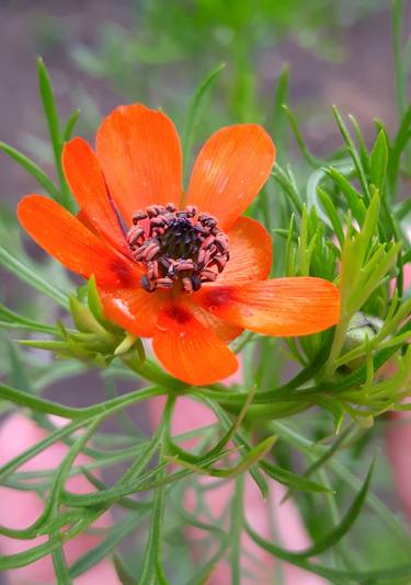 Print of Floral Photography by Diana Editoiu