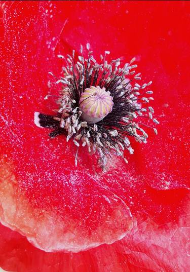 Print of Realism Floral Photography by Diana Editoiu