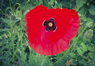 Poppy innocence - Limited Edition of 10 thumb