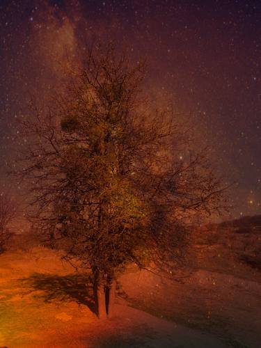 Tree in the cosmic light - Limited Edition of 10 thumb