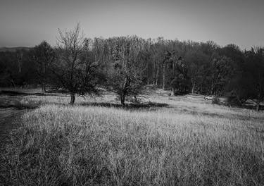 Walk by the forest thumb