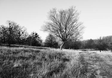 Autumn trees thumb