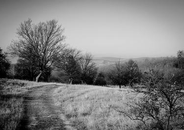 Forest trail thumb