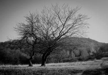 Print of Realism Tree Photography by Diana Editoiu