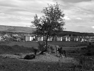 Donkey family and the city thumb