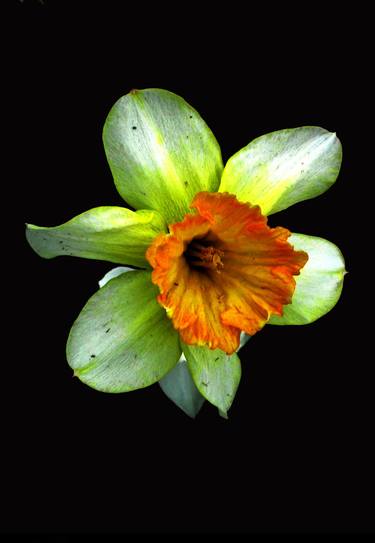 Daffodil in bloom - Limited Edition of 10 thumb
