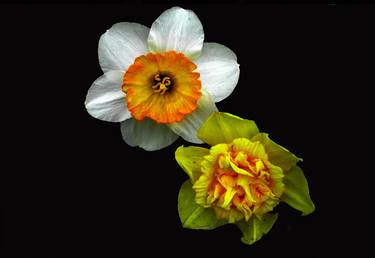 Original Minimalism Floral Photography by Diana Editoiu